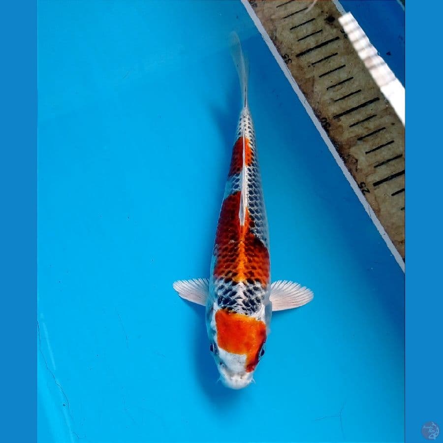 kujaku 20 cm