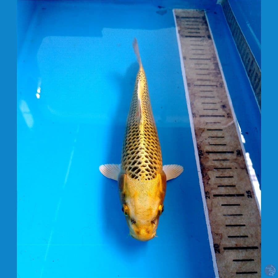 kin matsuba 23 cm