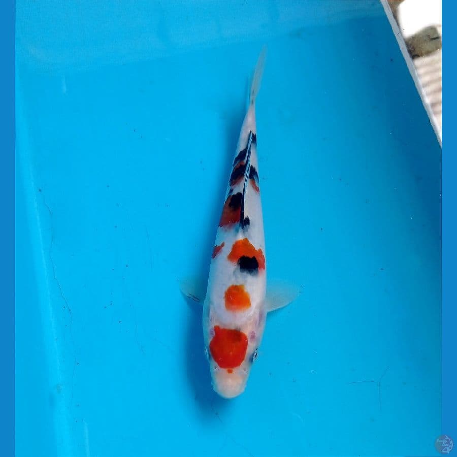 sanke 17 cm