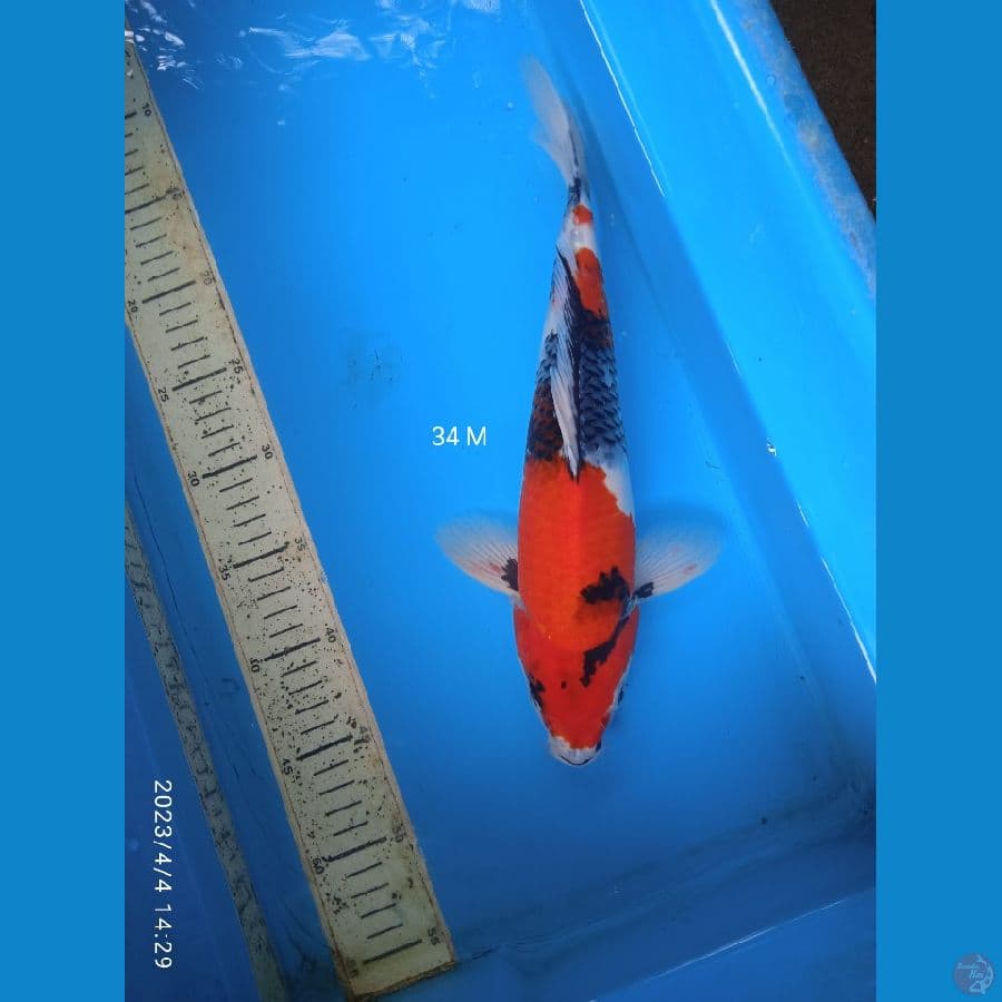 showa 34cm