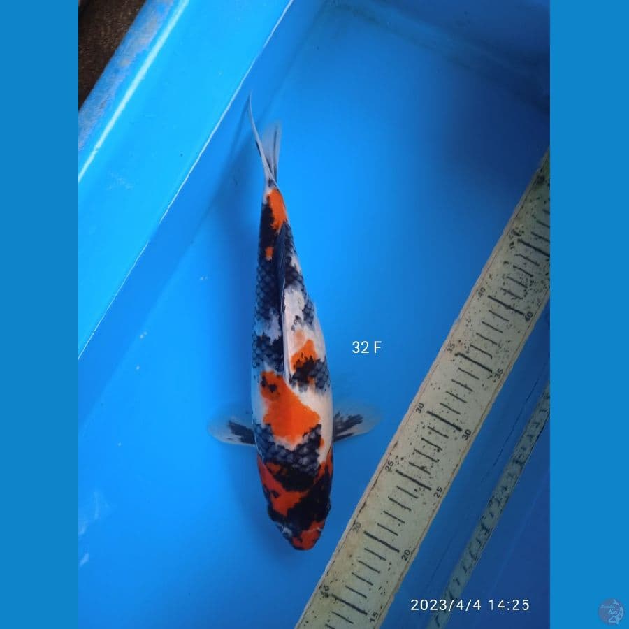 showa 32cm F
