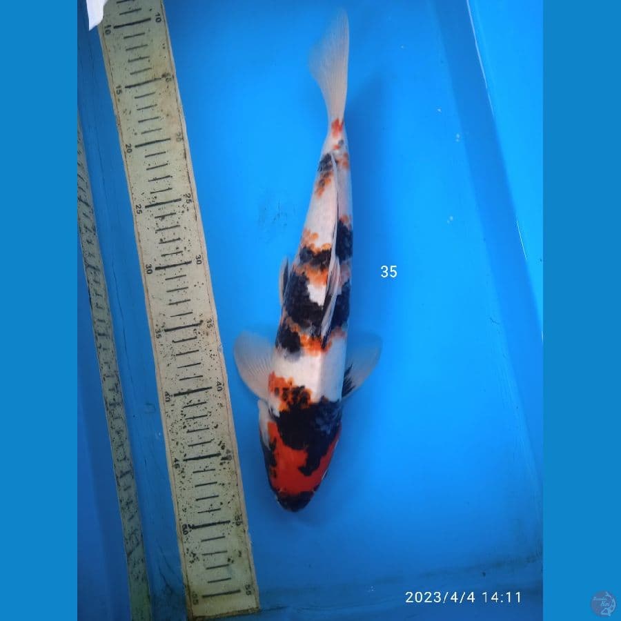 showa 35cm