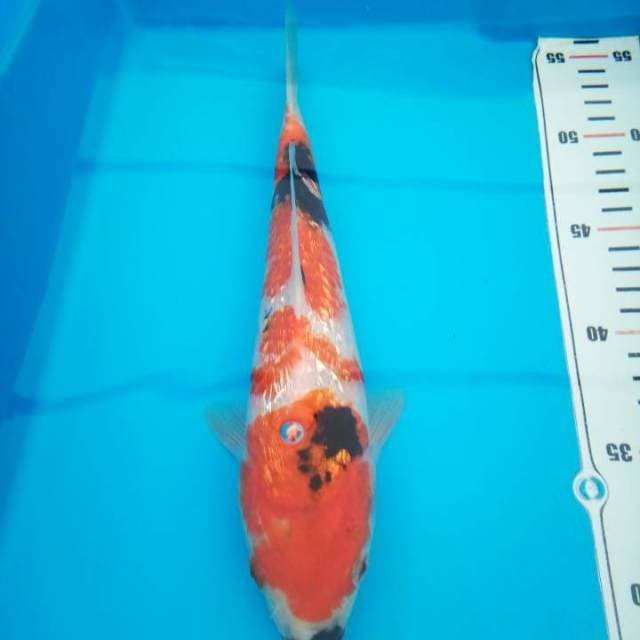 sanke 24 cm
