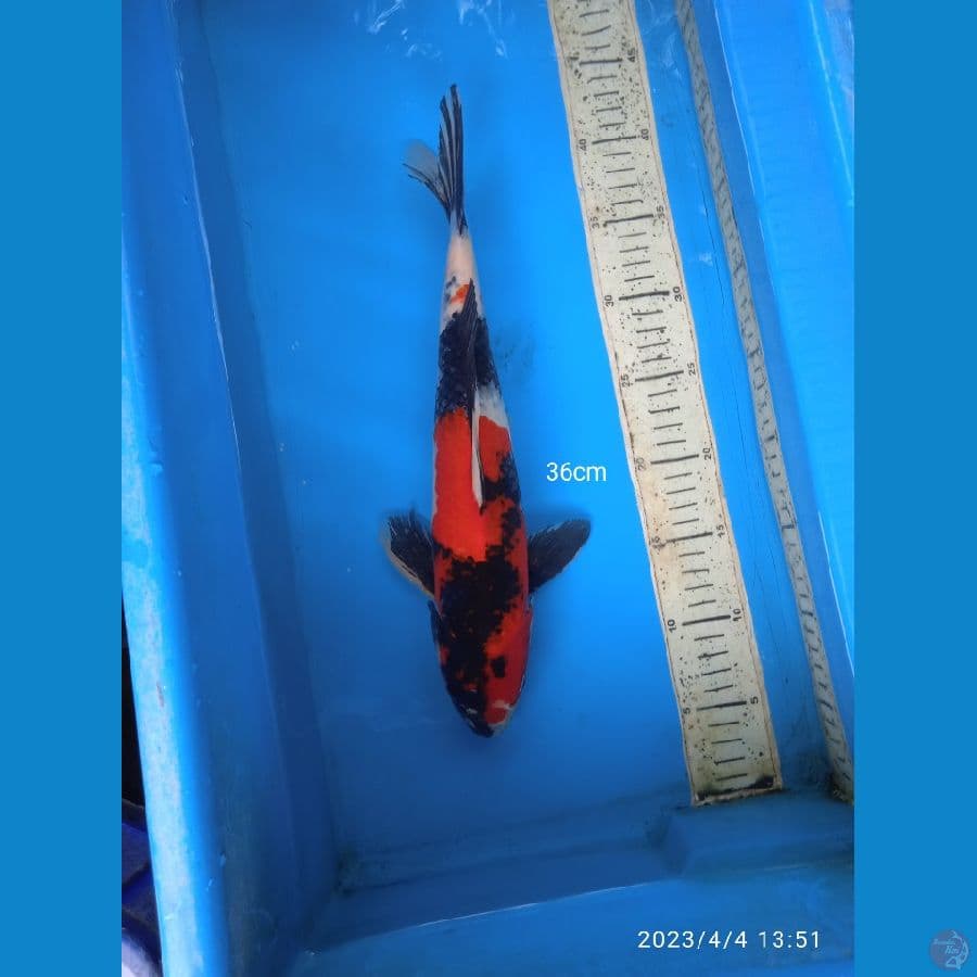 showa 36cm