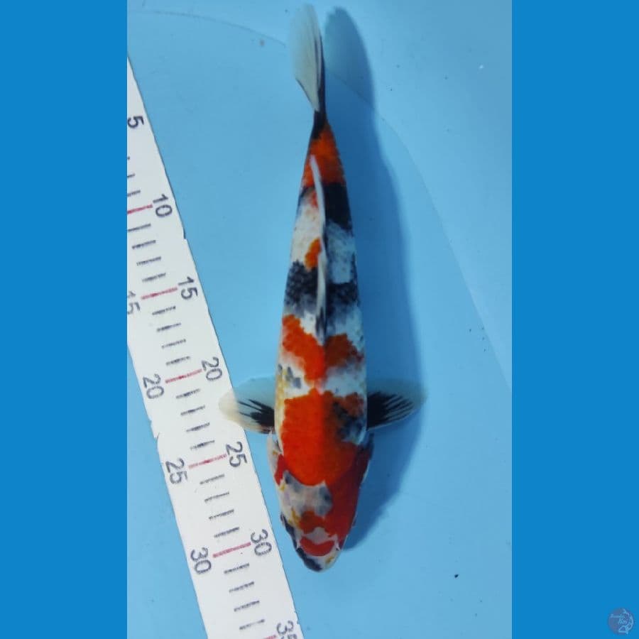 sanshoku male34cm