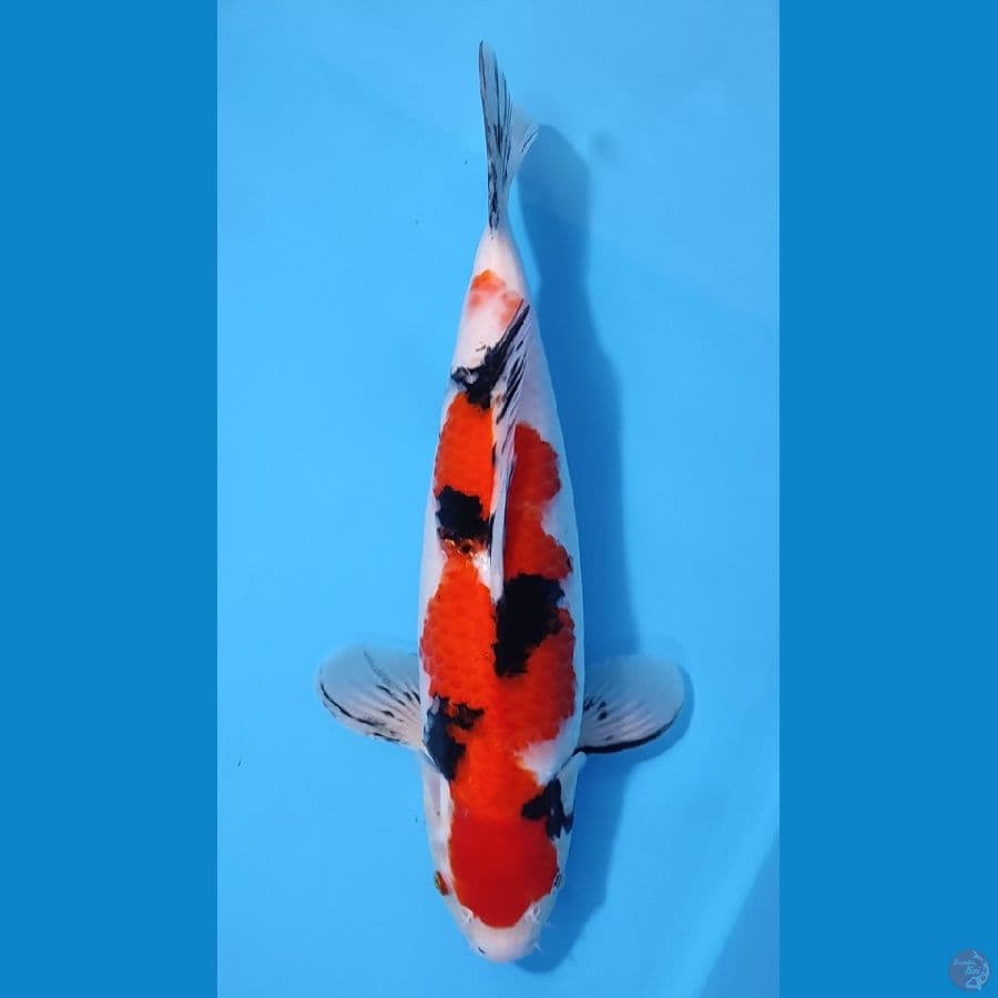 SANKE HQ ORIGINAL ~37cm/Feemale~