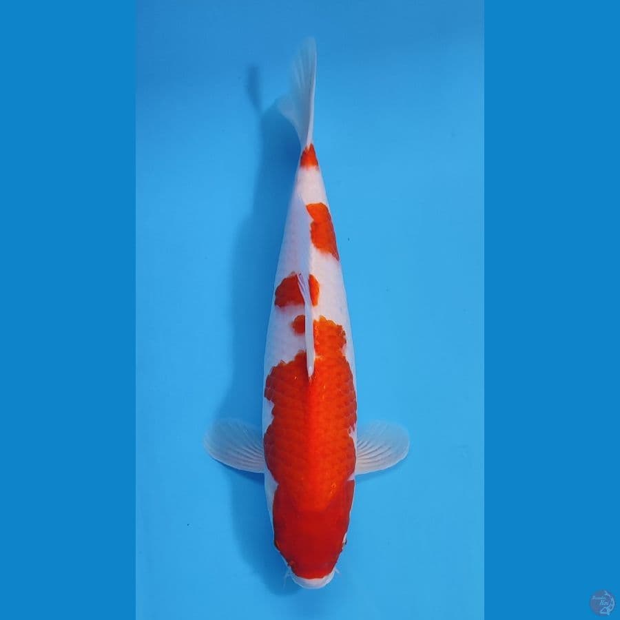KOHAKU HQ ORIGINAL ~41cm/Feemale~