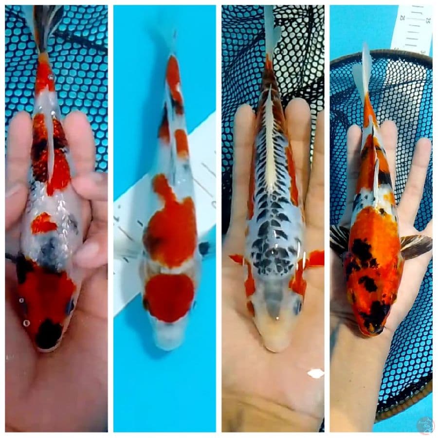 ALL IN 19,20,21,26CM