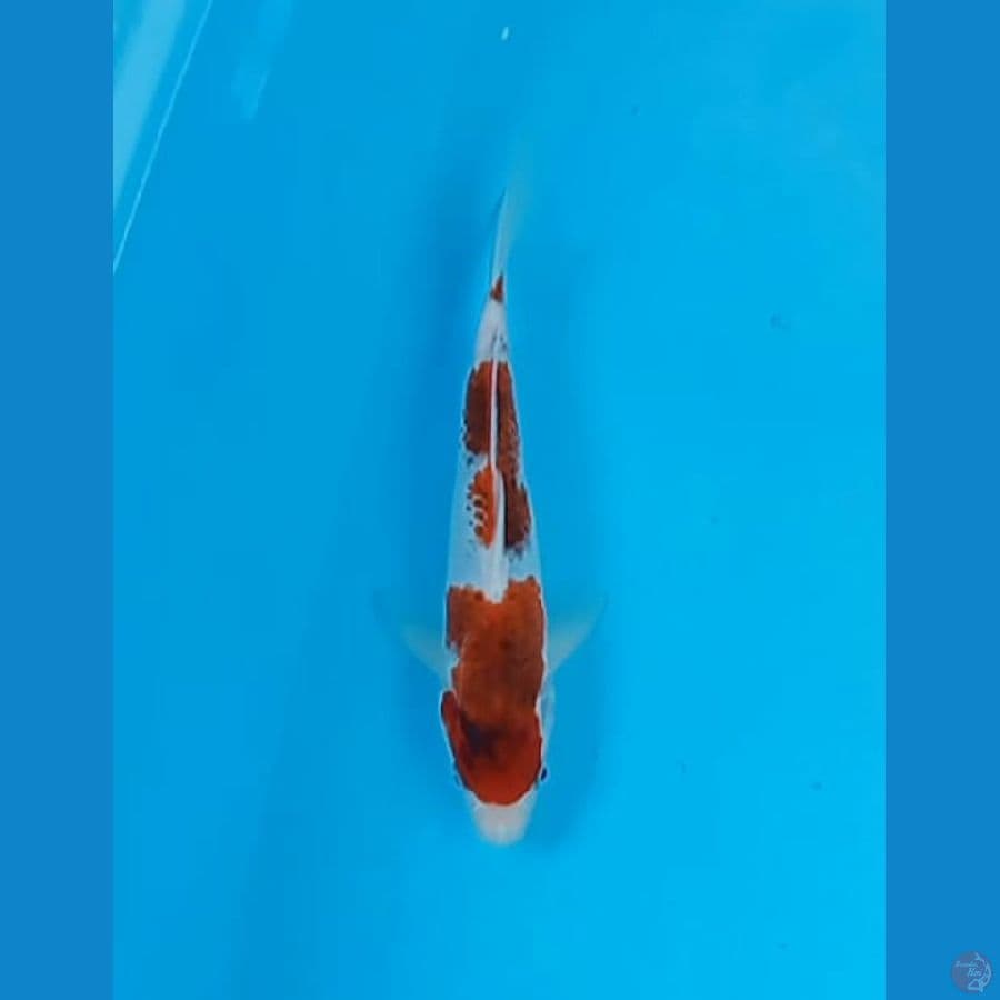 Ai goromo 24 cm
