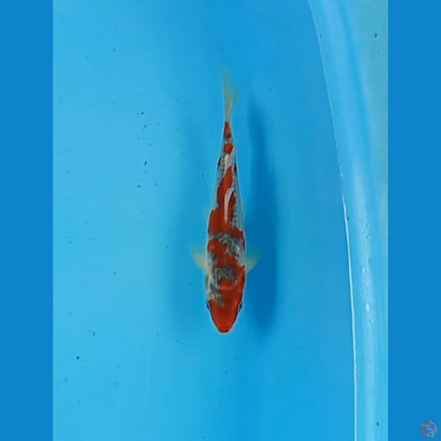 Goshiki 20 cm