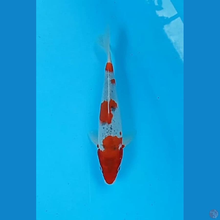 Goshiki 21 cm