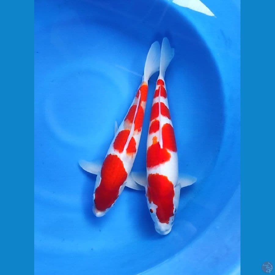 Sepasang Kohaku 35 - 38CM