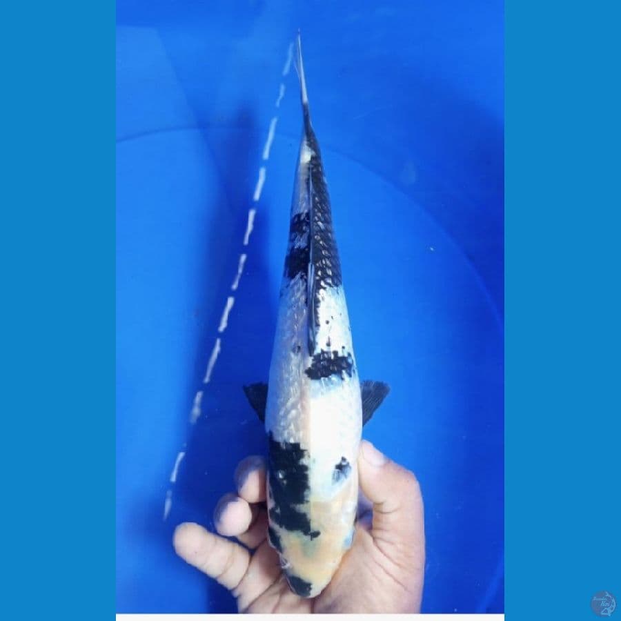 siro gindrin 30 cm