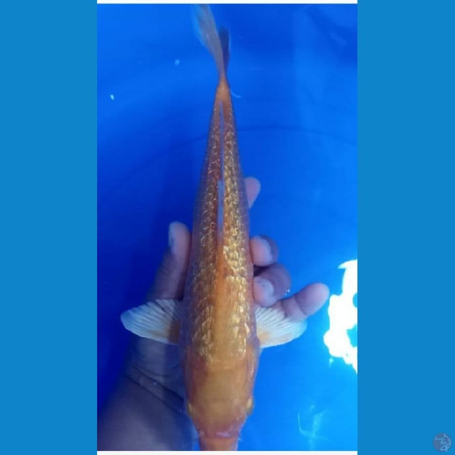 kerasi gindrin 37 cm