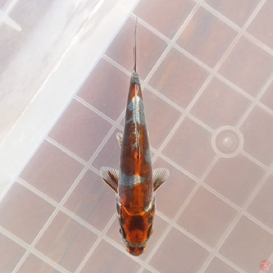 BENI KIKOKURYU INAZUMA 15CM