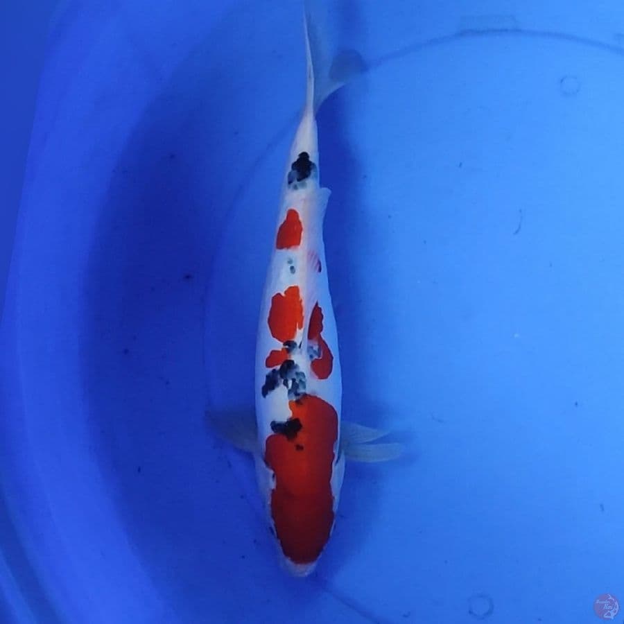 DOIDSU SANKE 35CM