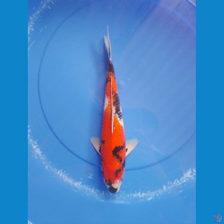 showa 35 cm/ male
