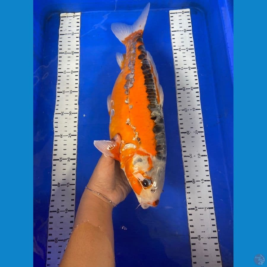 sushui HQ 41 cm
