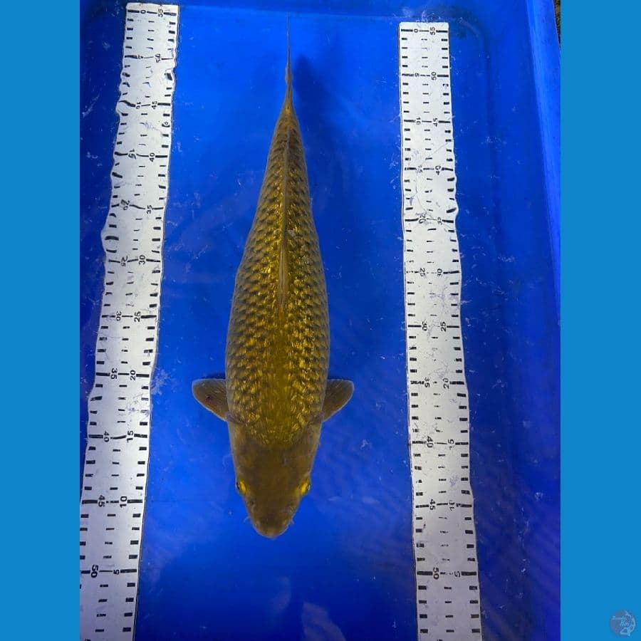 midori 41 cm ~ v 1