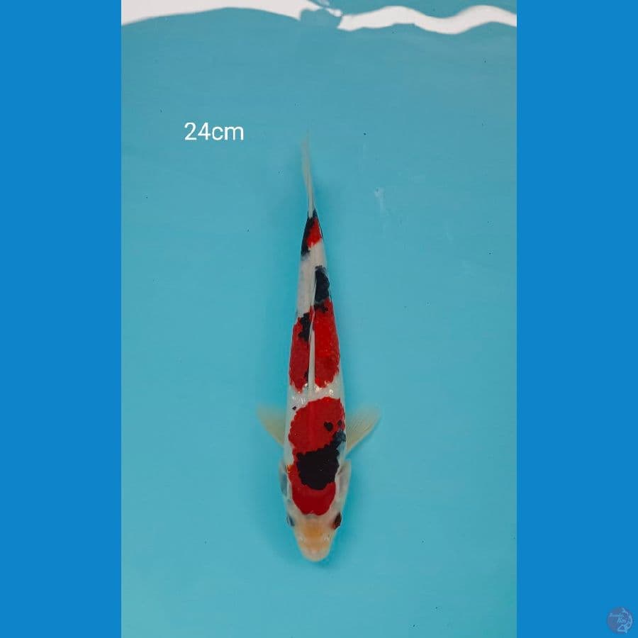 Showa Strong 24cm