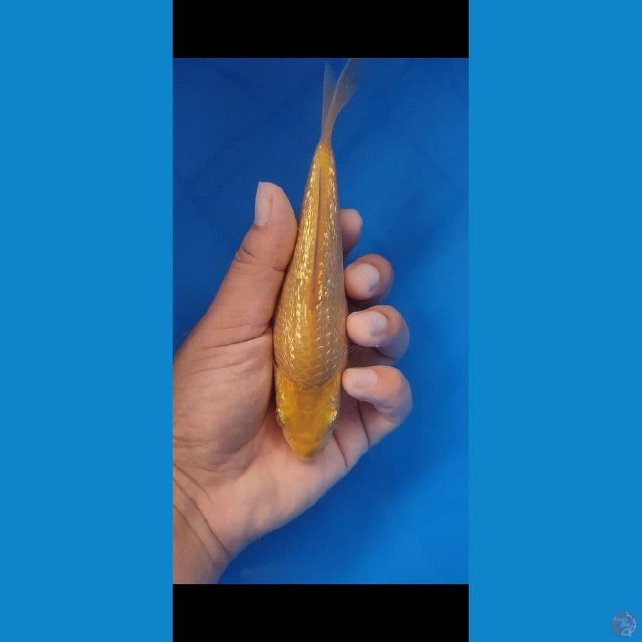 Caramel ginrin 16cm by Madina