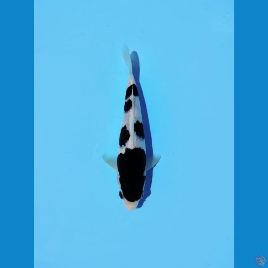 goromo 20cm male