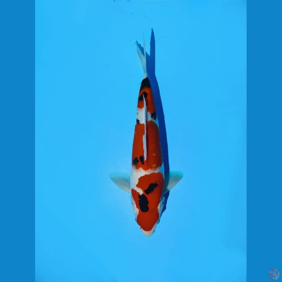 Sanke 33cm male