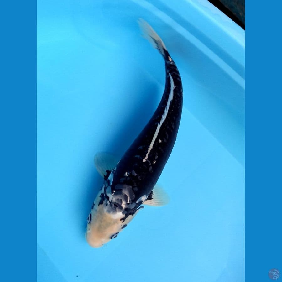KUMONRYU 42CM MALE