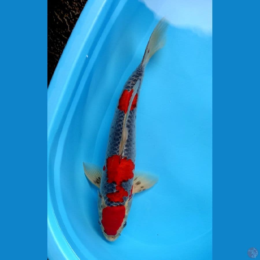 GOSHIKI 48CM MALE