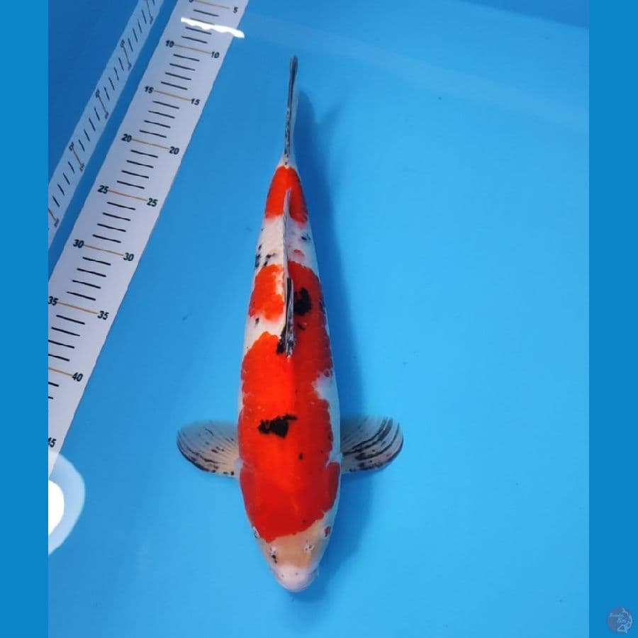 SANKE 38CM - MALE