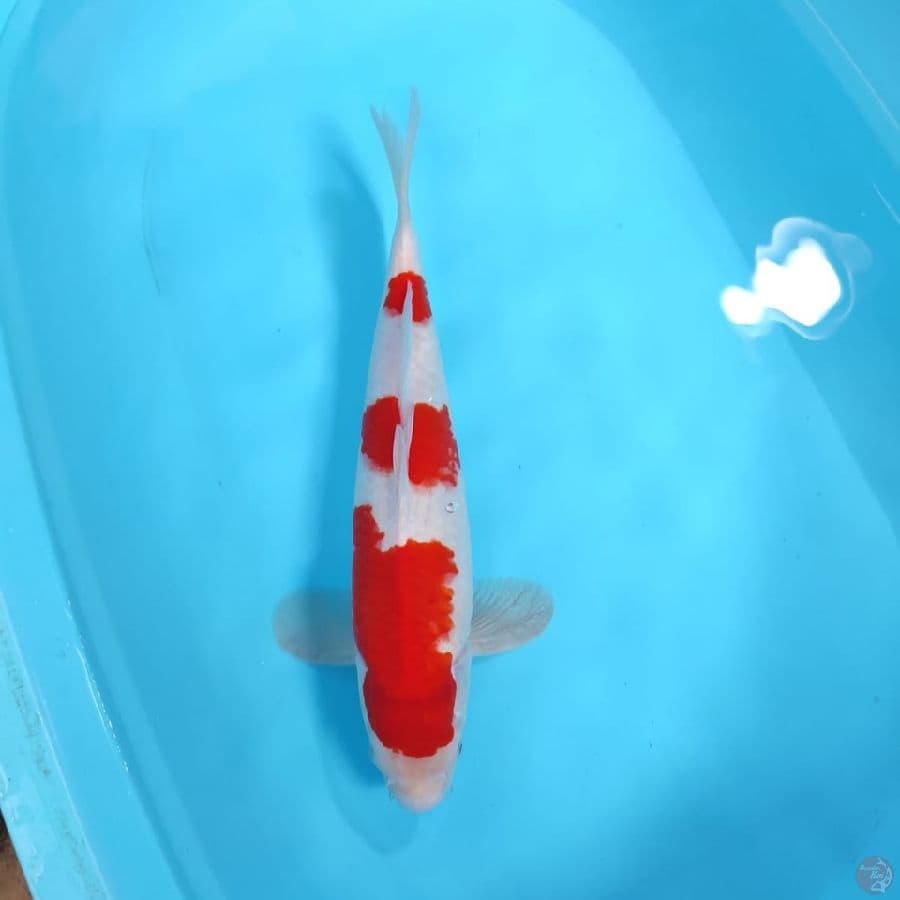 KOHAKU HQ 43CM - MALE