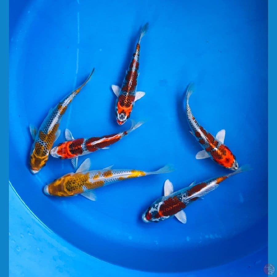 paket kujaku 15-20cm