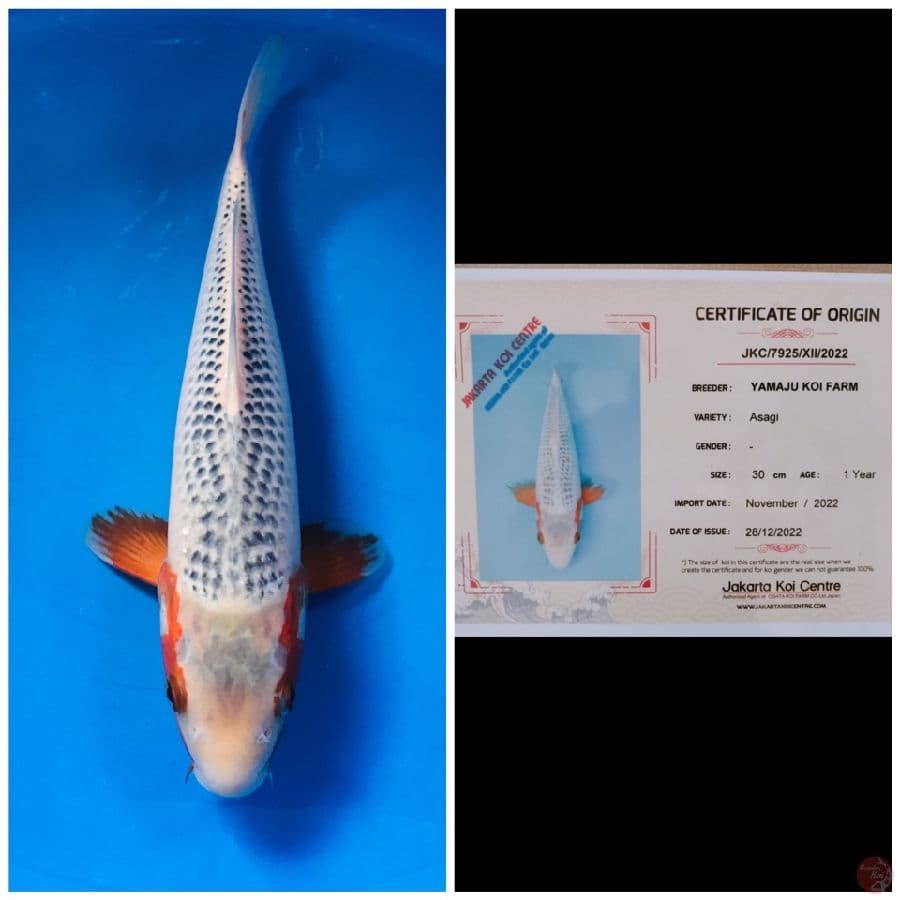 Asagi Yamaju 35cm