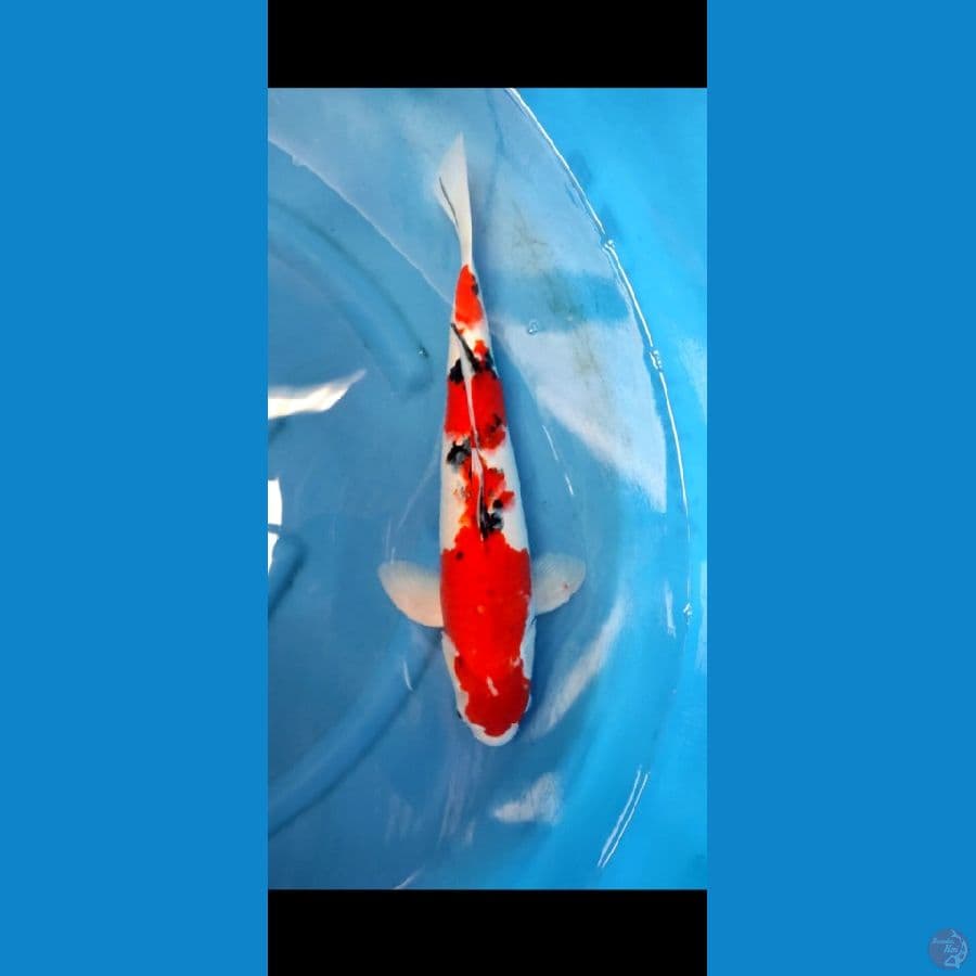 sanke 51 cm jantan original