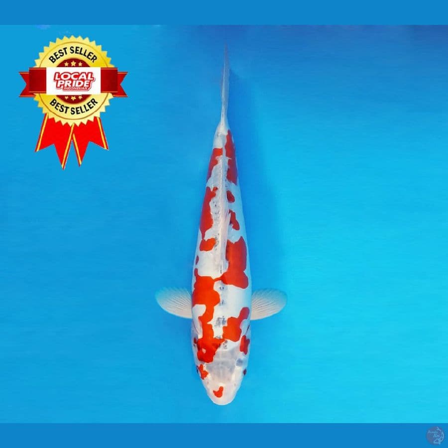 ASAHI LAVA 2 ~ Goshiki Doitsu 41 cm/fm ™