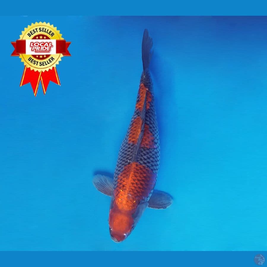 ASAHI LAVA 3 ~ Ochiba 39 cm/fm ™