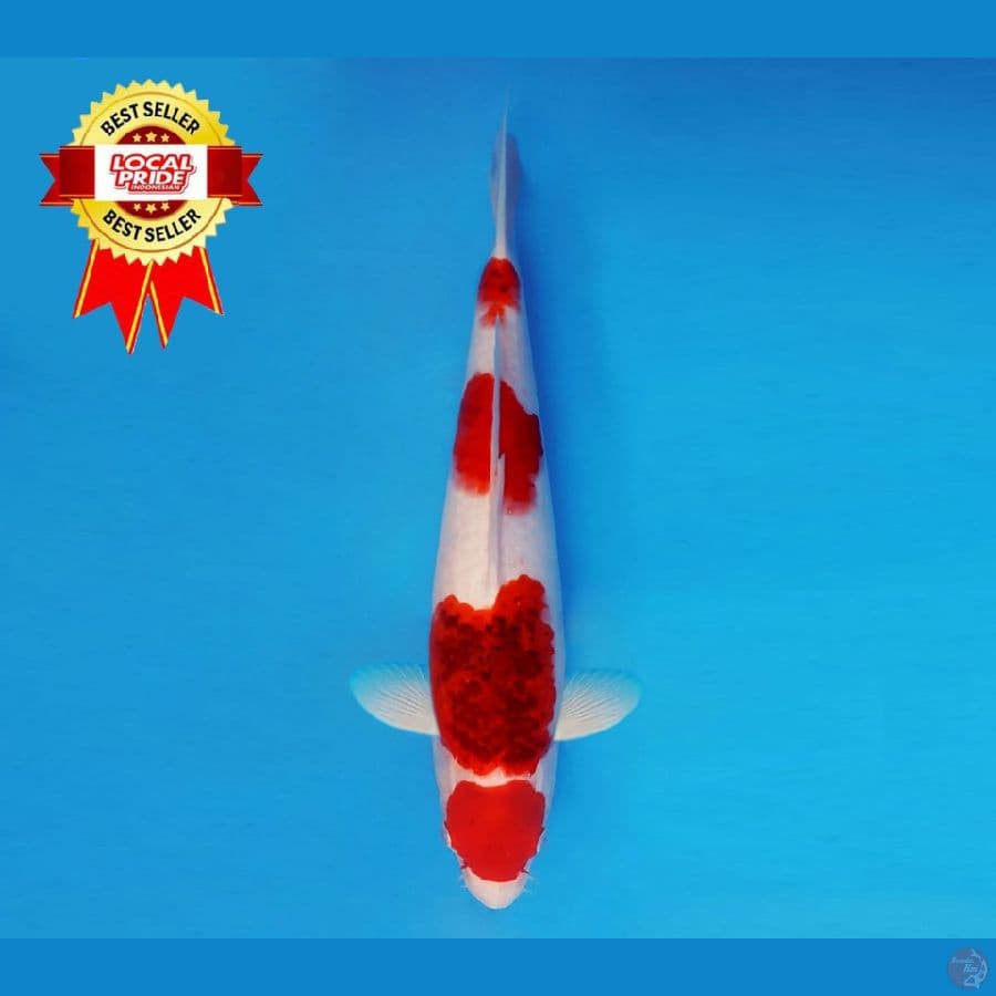 ASAHI LAVA 4 ~ Maruten Ai Goromo 32 cm/male ™