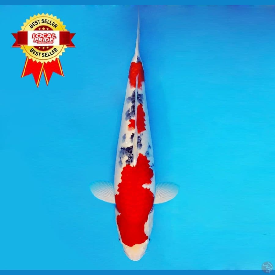 ASAHI LAVA 6 ~ Taisho Sanke 48 cm/fm ™
