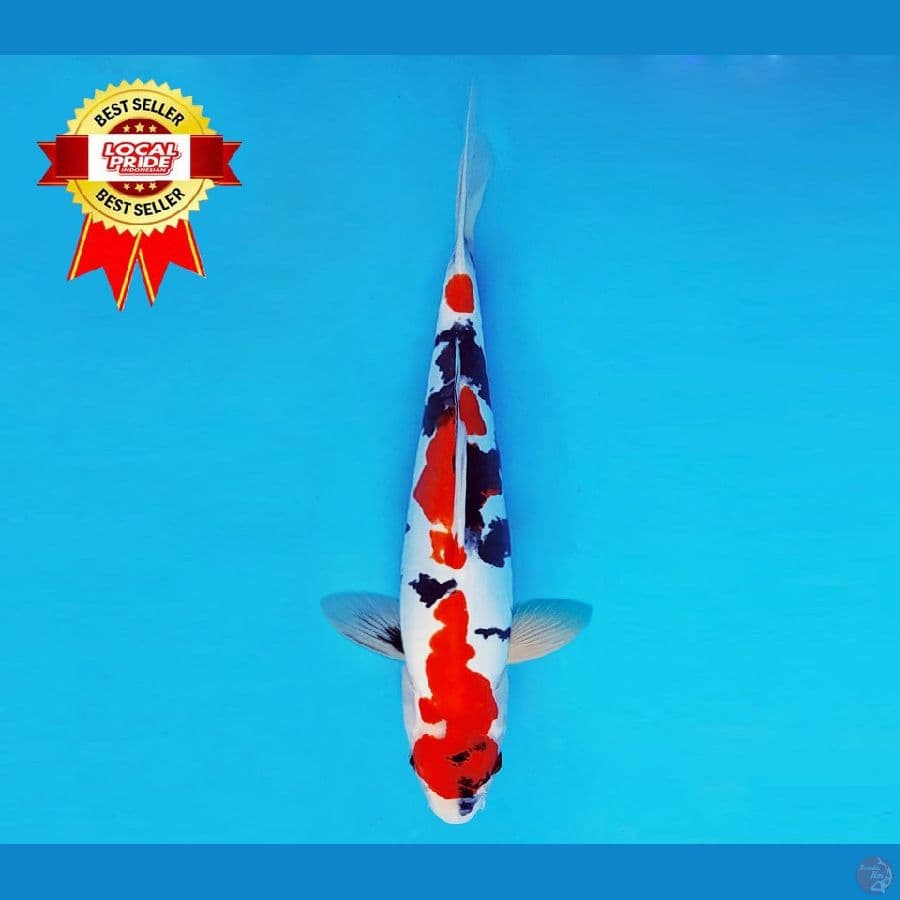 ASAHI LAVA 7 ~ Showa Kindai Doitsu Murni 32 cm/male ™