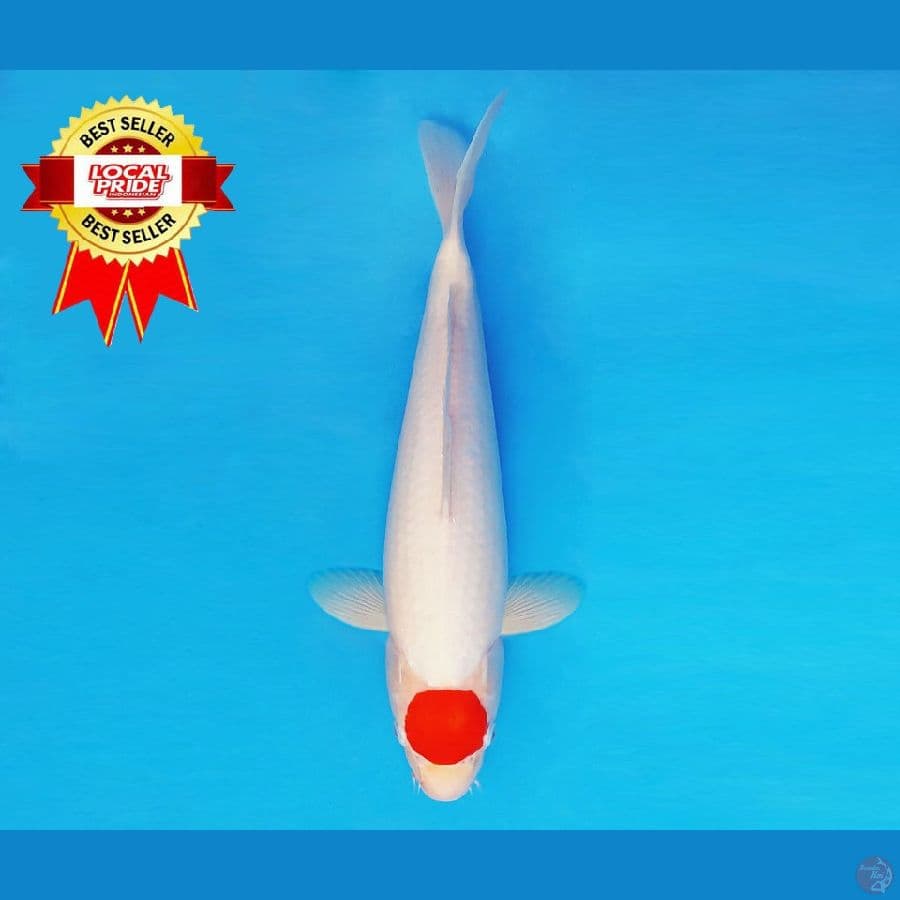 ASAHI LAVA 8 ~ Tancho 36 cm/fm ™