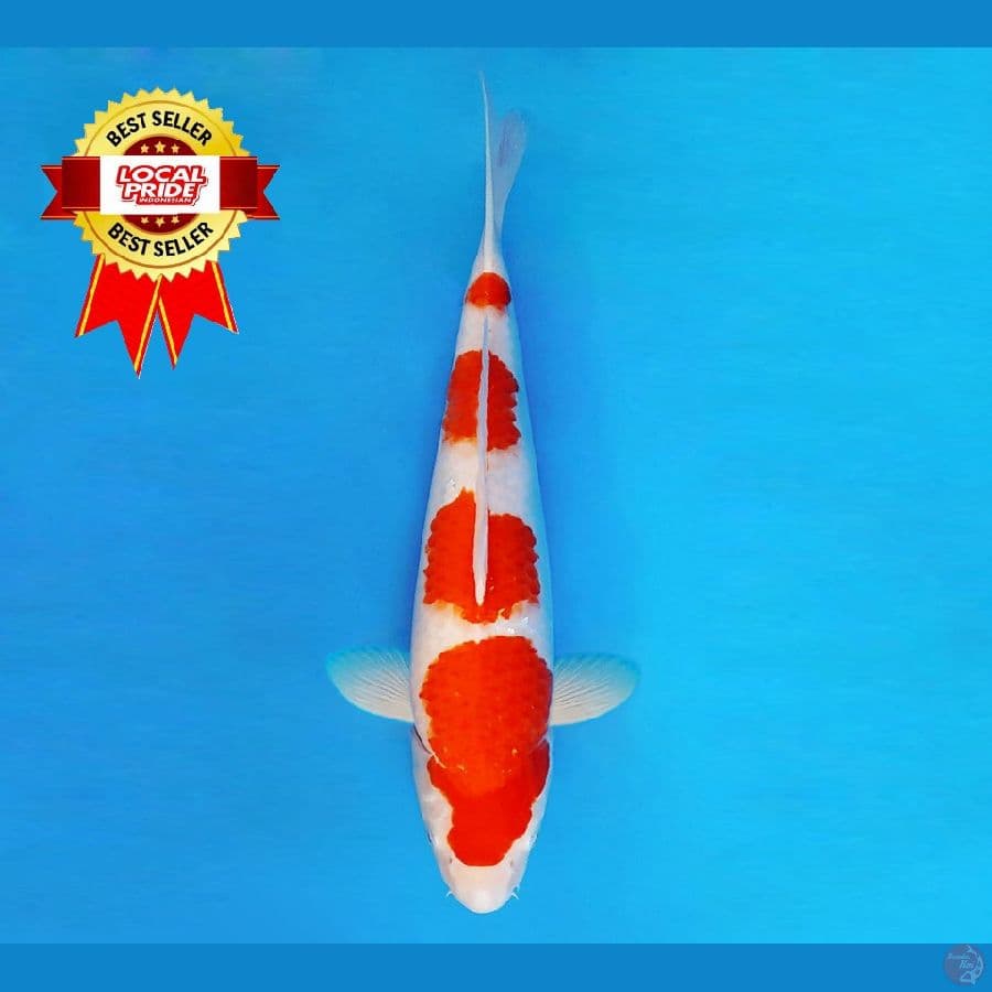 ASAHI LAVA 10 ~ Kohaku 44 cm/fm ™