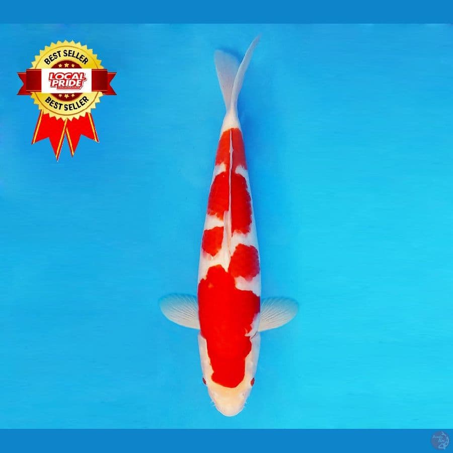 ASAHI LAVA 12 ~ Kohaku 39 cm/fm ™