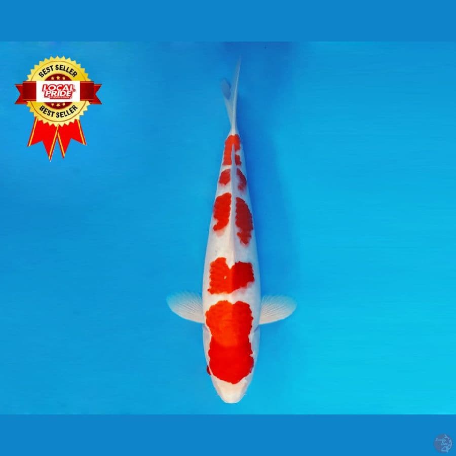 ASAHI LAVA 15 ~ Kohaku 42cm/male ™
