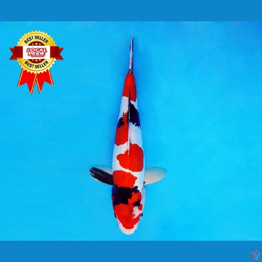 ASAHI LAVA 16 ~ Showa Doitsu Murni 27 cm/male ™