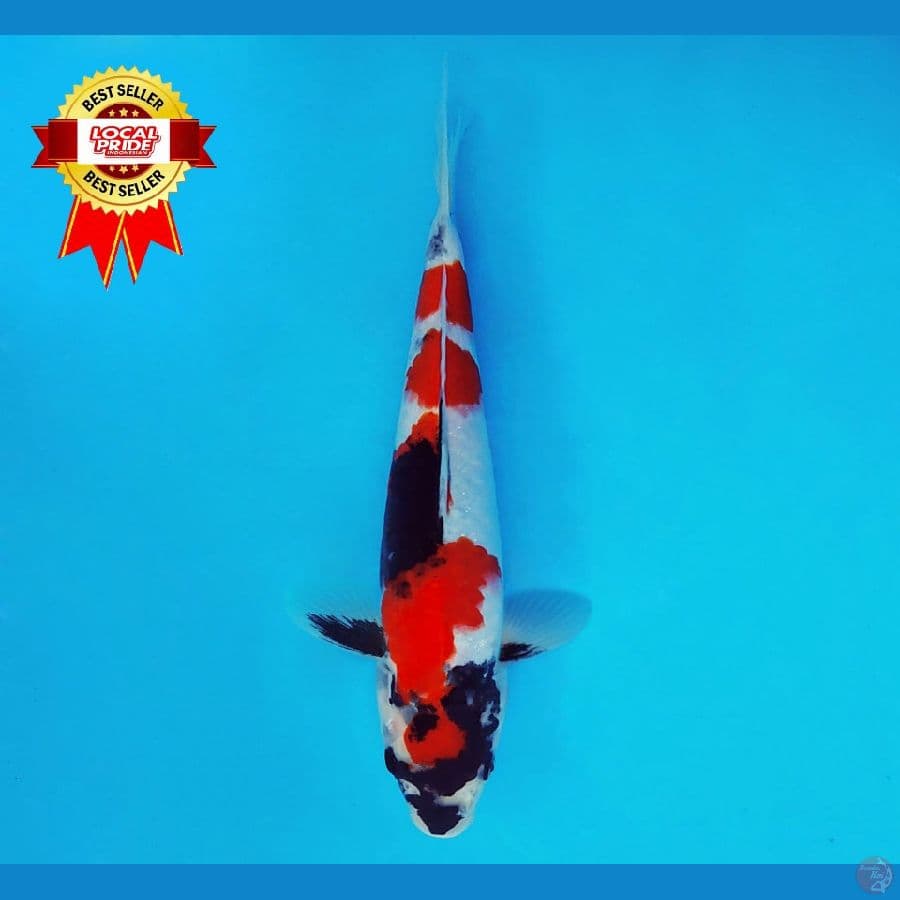 ASAHI LAVA 17 ~ Showa Evolution 23 cm/fm ™