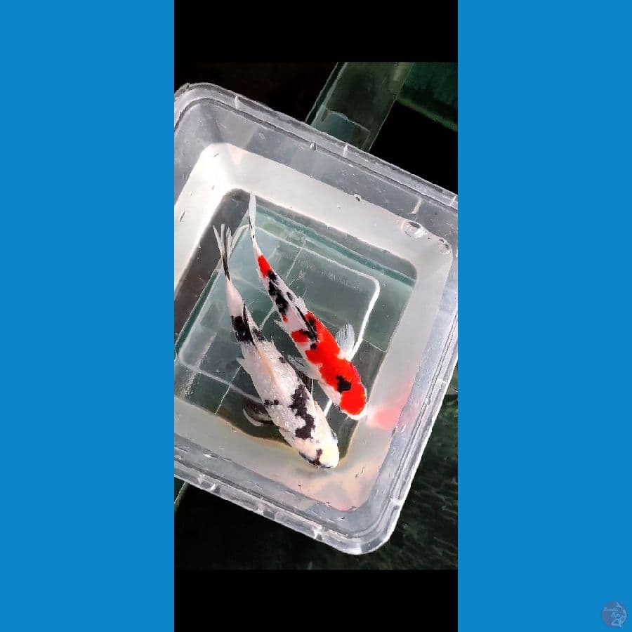 minion shiro gindrin x sanke original -+ 18 cm