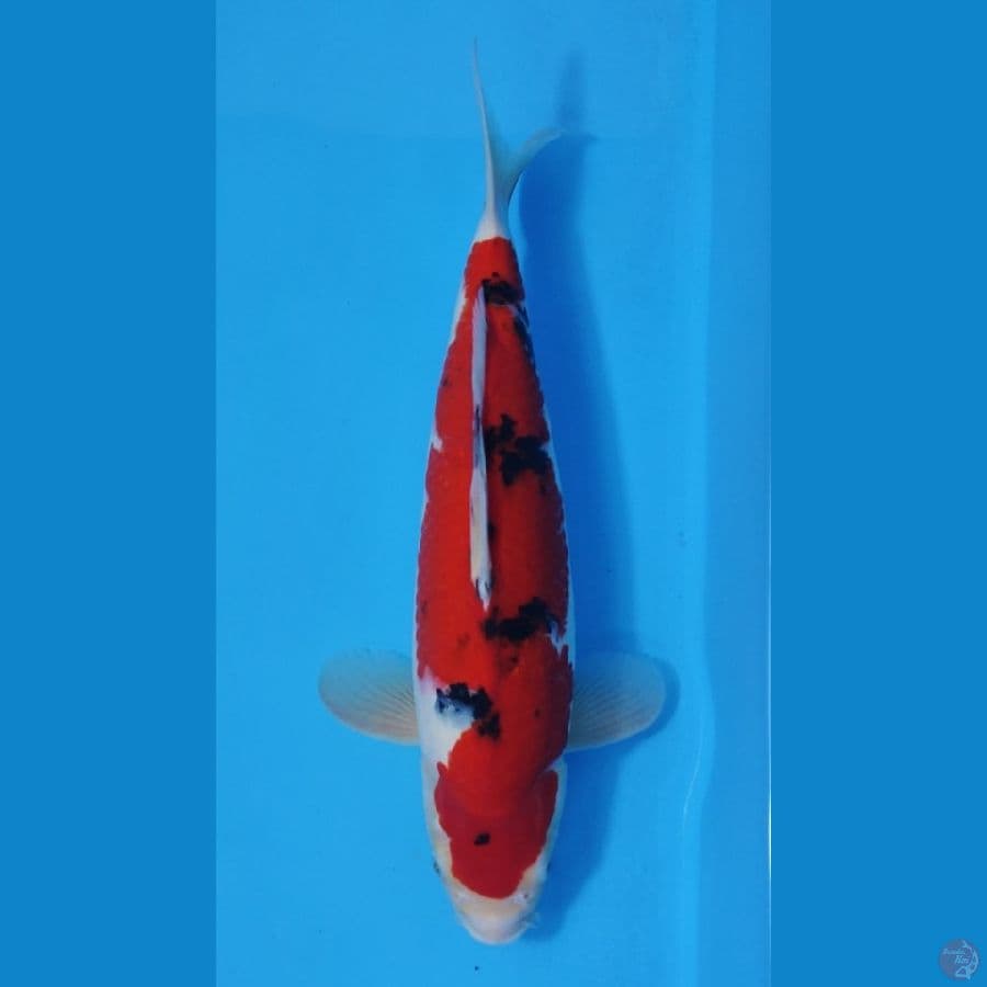 SANKE RED STRONG ~41cm/Feemale~