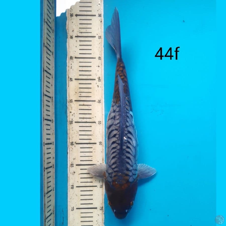 ociba aragoke, 44cm female