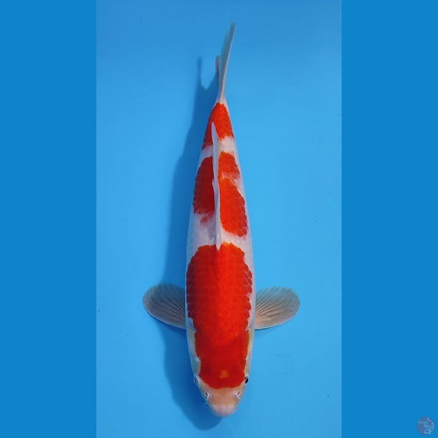 KOHAKU BAHAN JOSS ~37cm/Feemale~