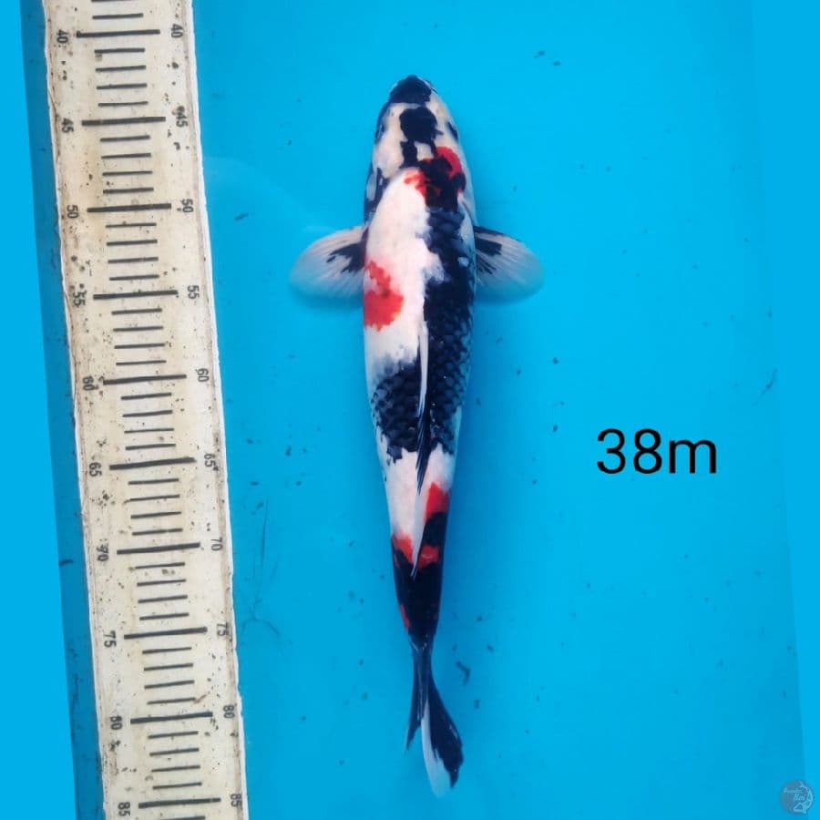 showa, 38cm female